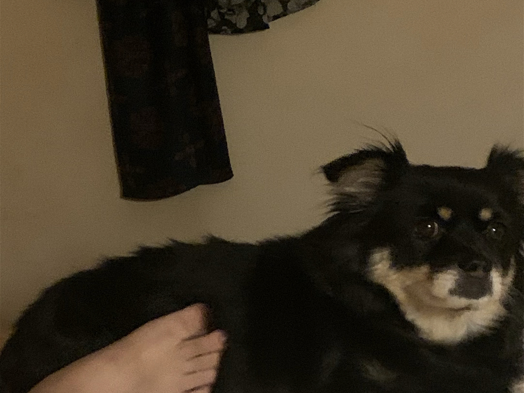 工地狗