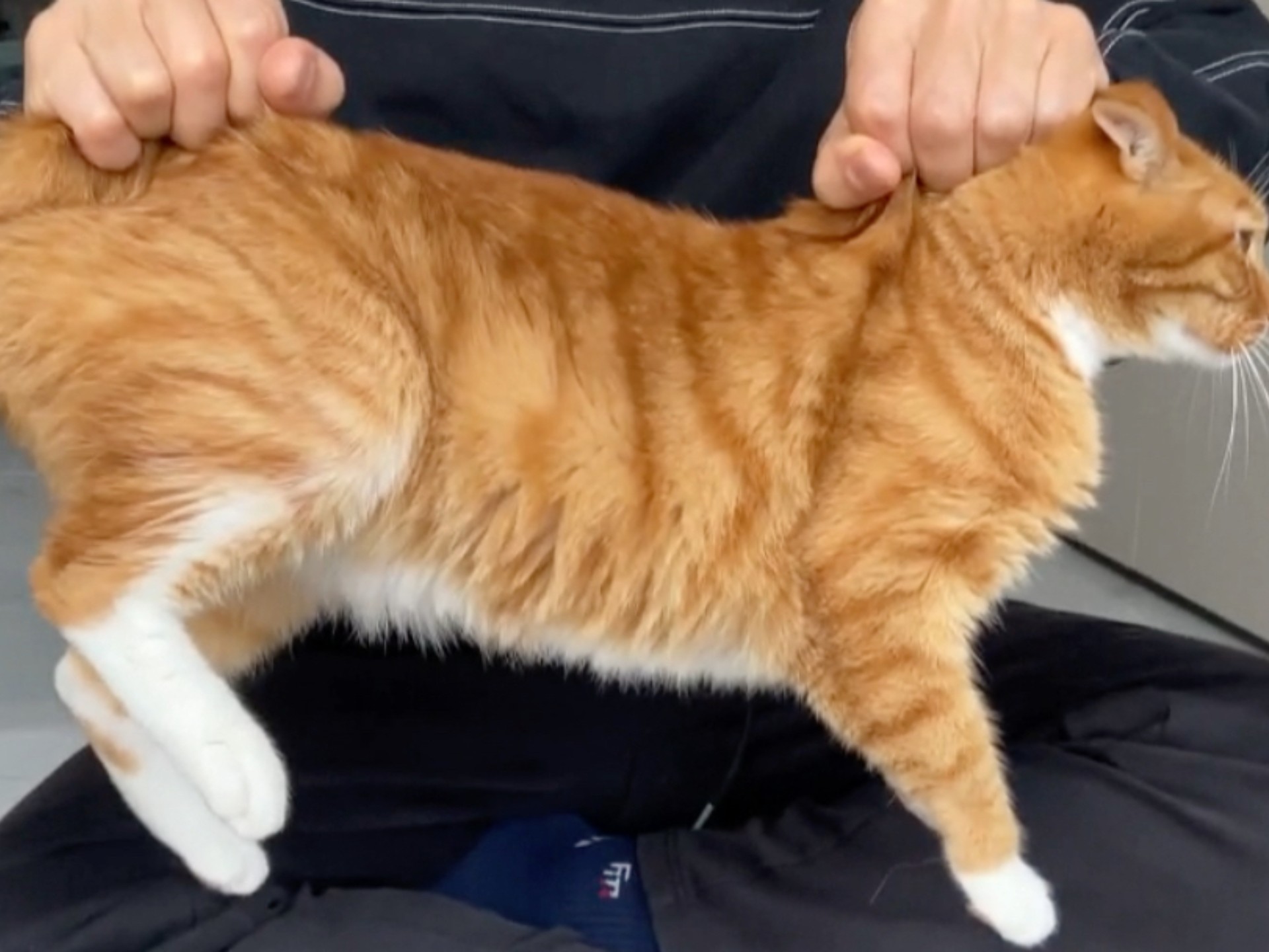 小猫咪的癖好能有多奇怪？！！