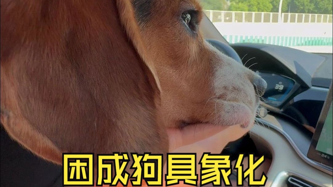 困成狗的具象化