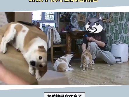 狗狗叫不回=故意叛逆？环境干扰等级测试