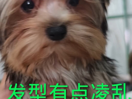 听老婆的话没有错   白得两只狗