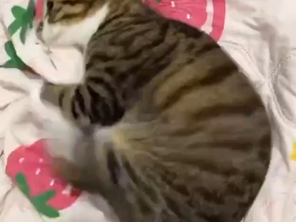 哈基米加速