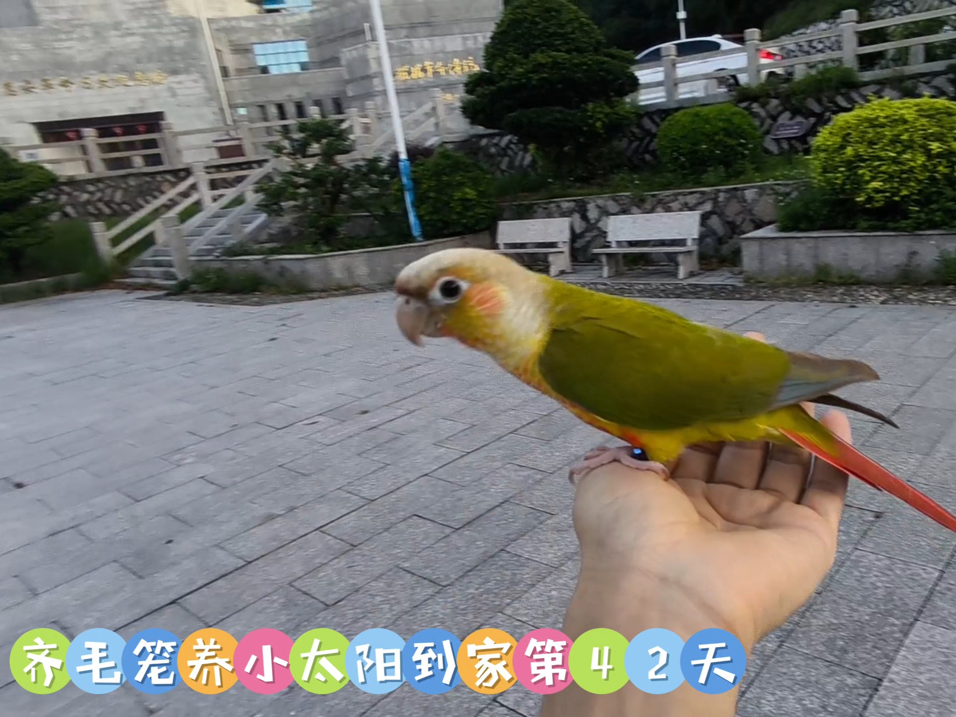 齐毛笼养小太阳到家第42天