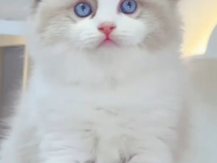 甜美可爱的布偶猫咪 找新家