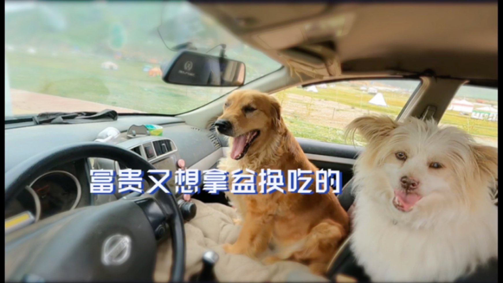之前的流浪狗狗小花不知道怎么没的，珍爱小家伙们陪伴的每一天