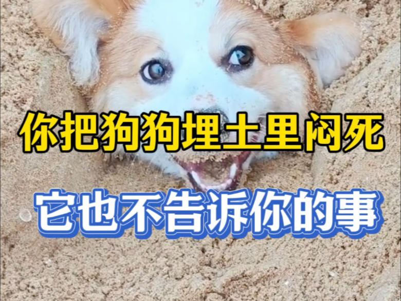 你把狗狗埋土里闷死，它也不会告诉你的事儿。