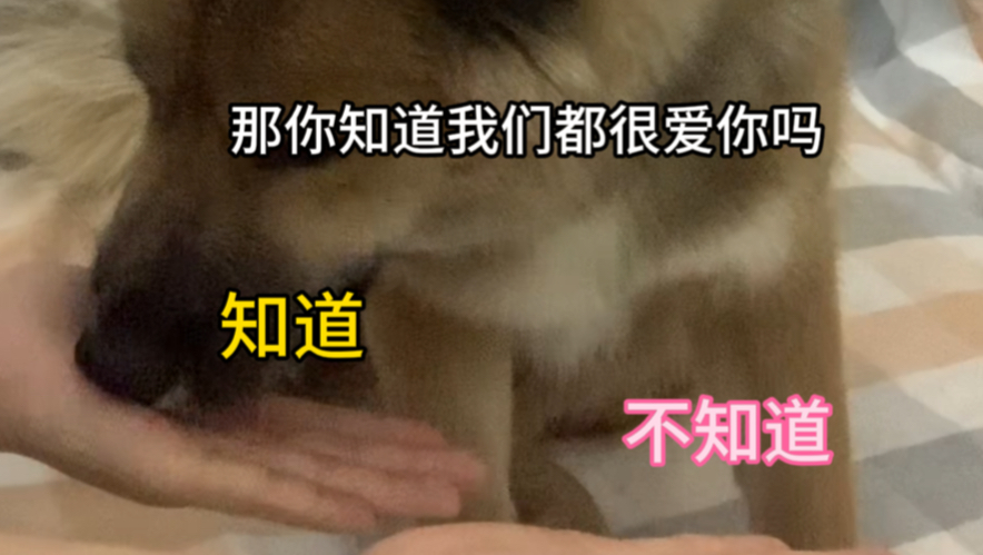 原来流浪过的小狗知道 我们都很爱它