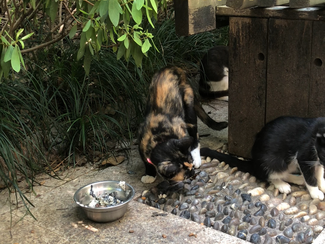 十点钟吃食