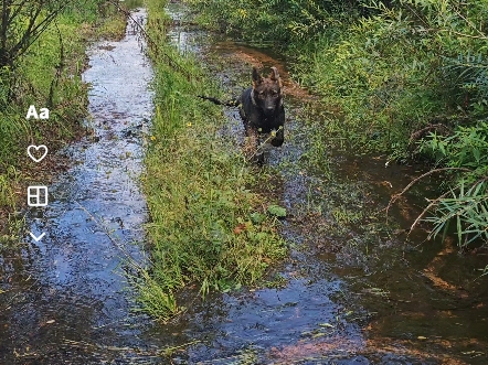 德牧，东德牧羊犬遛弯