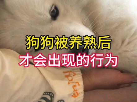 狗狗被养熟后才会出现的行为