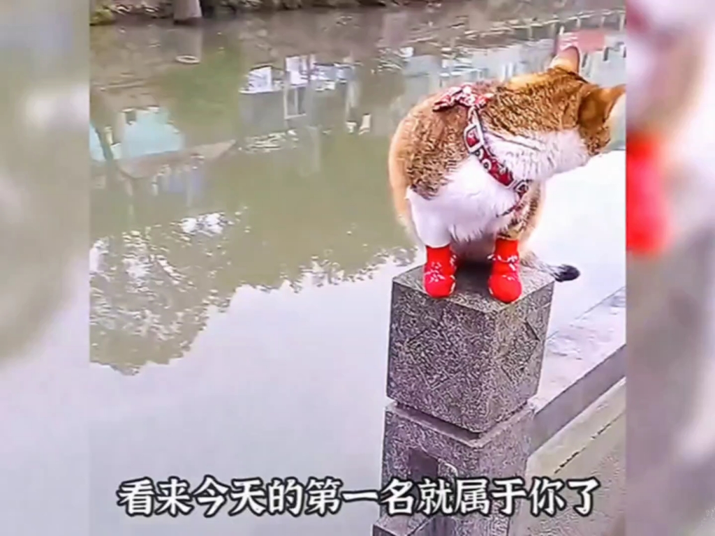 你知道我们的国宝在国外有多受欢迎吗？