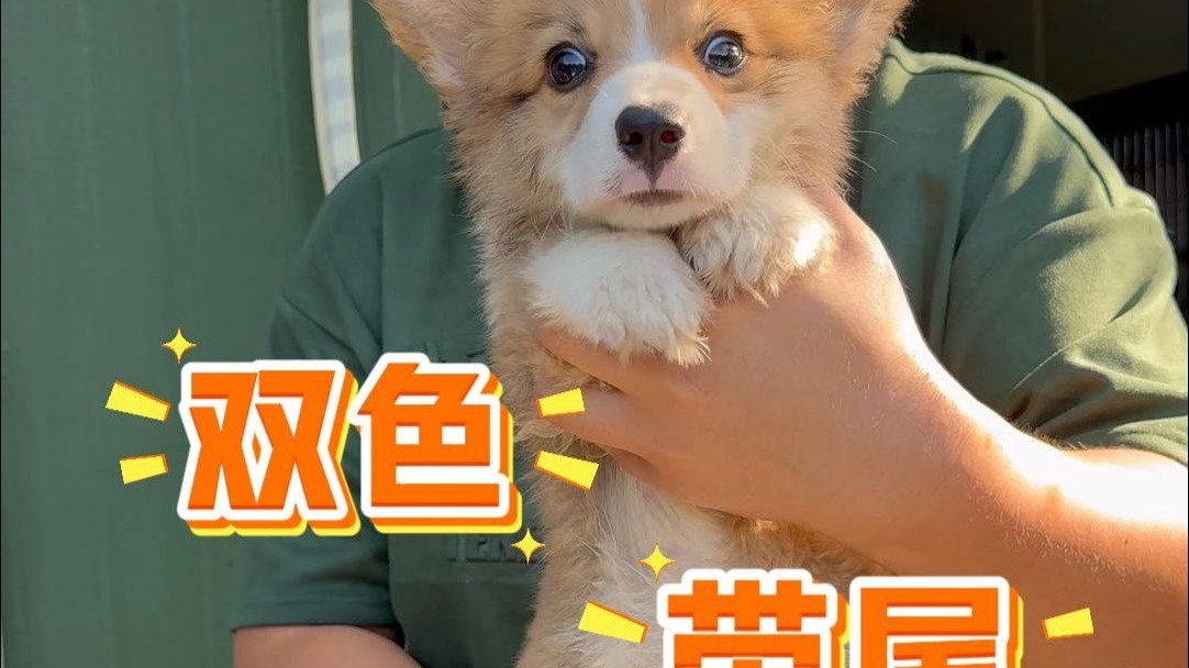 一只双色长毛带尾的小弟弟~