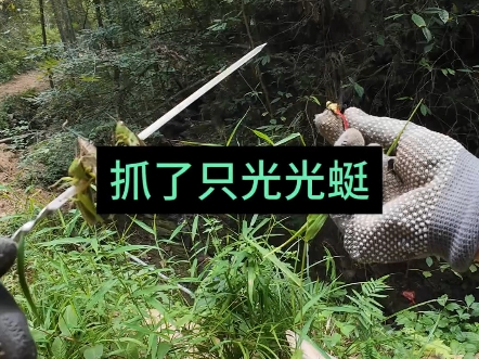 #农村生活 抓蚂蚱抓蝴蝶抓光光蜓都是拼手速，这一手抓的技术越