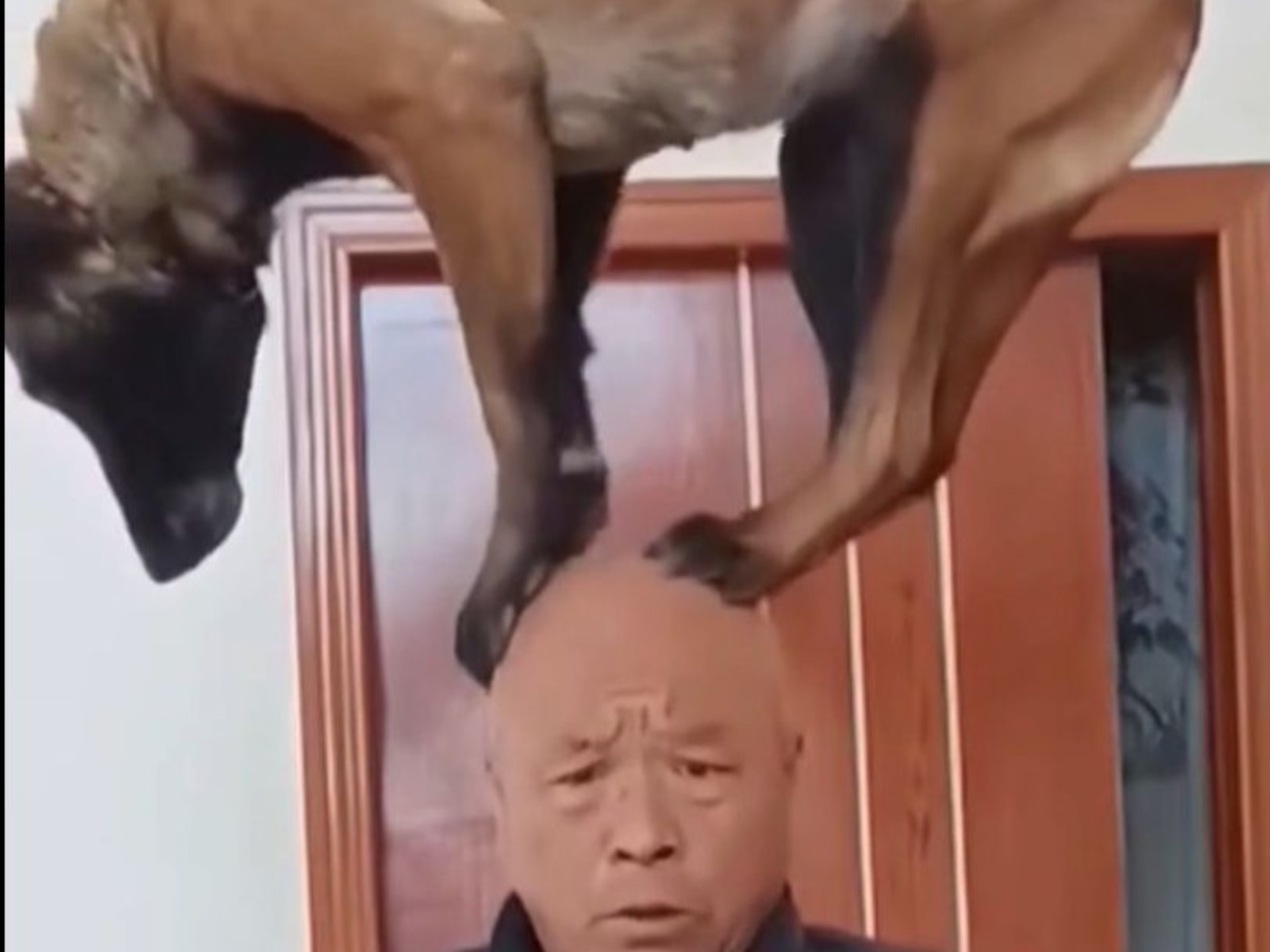 那些满级狗狗有绝活！