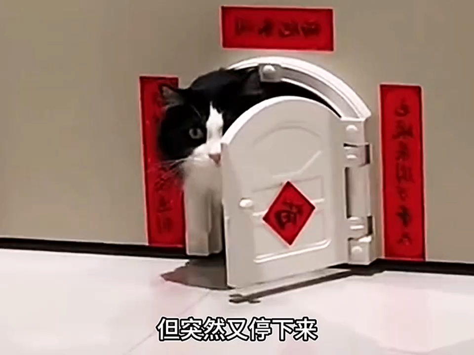人类养的超冷门动物