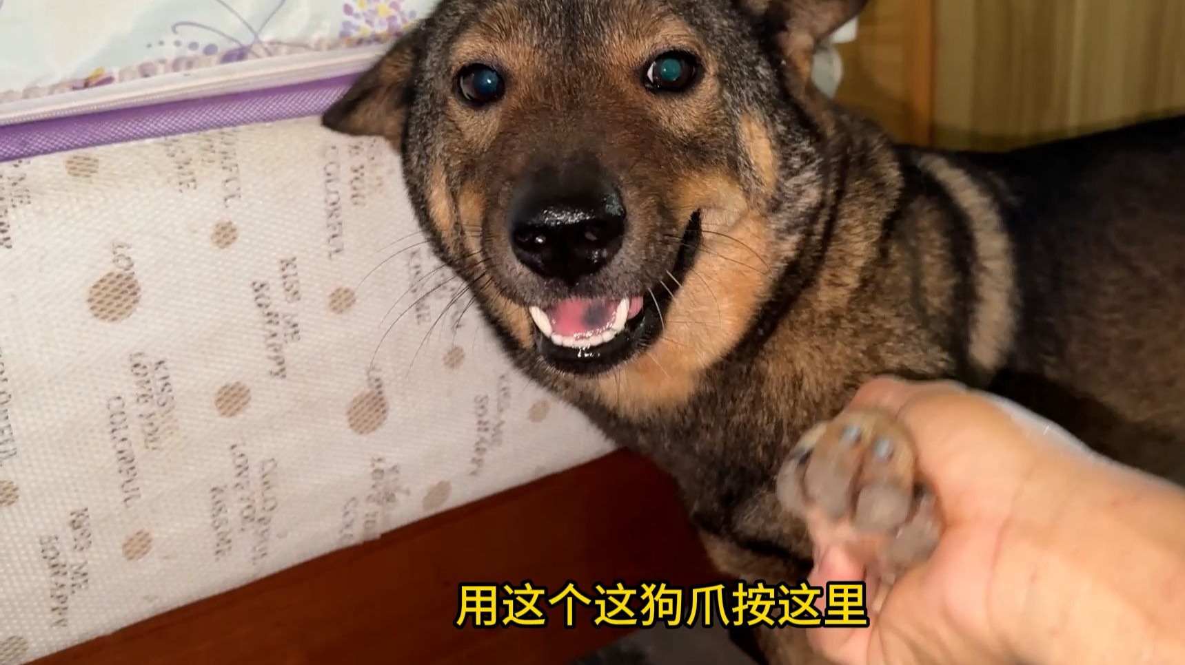 狗子：吃这两颗猫粮划不来