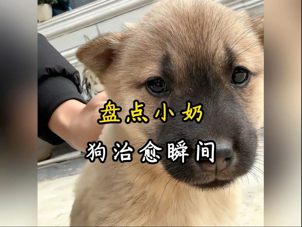 爵士好狗！