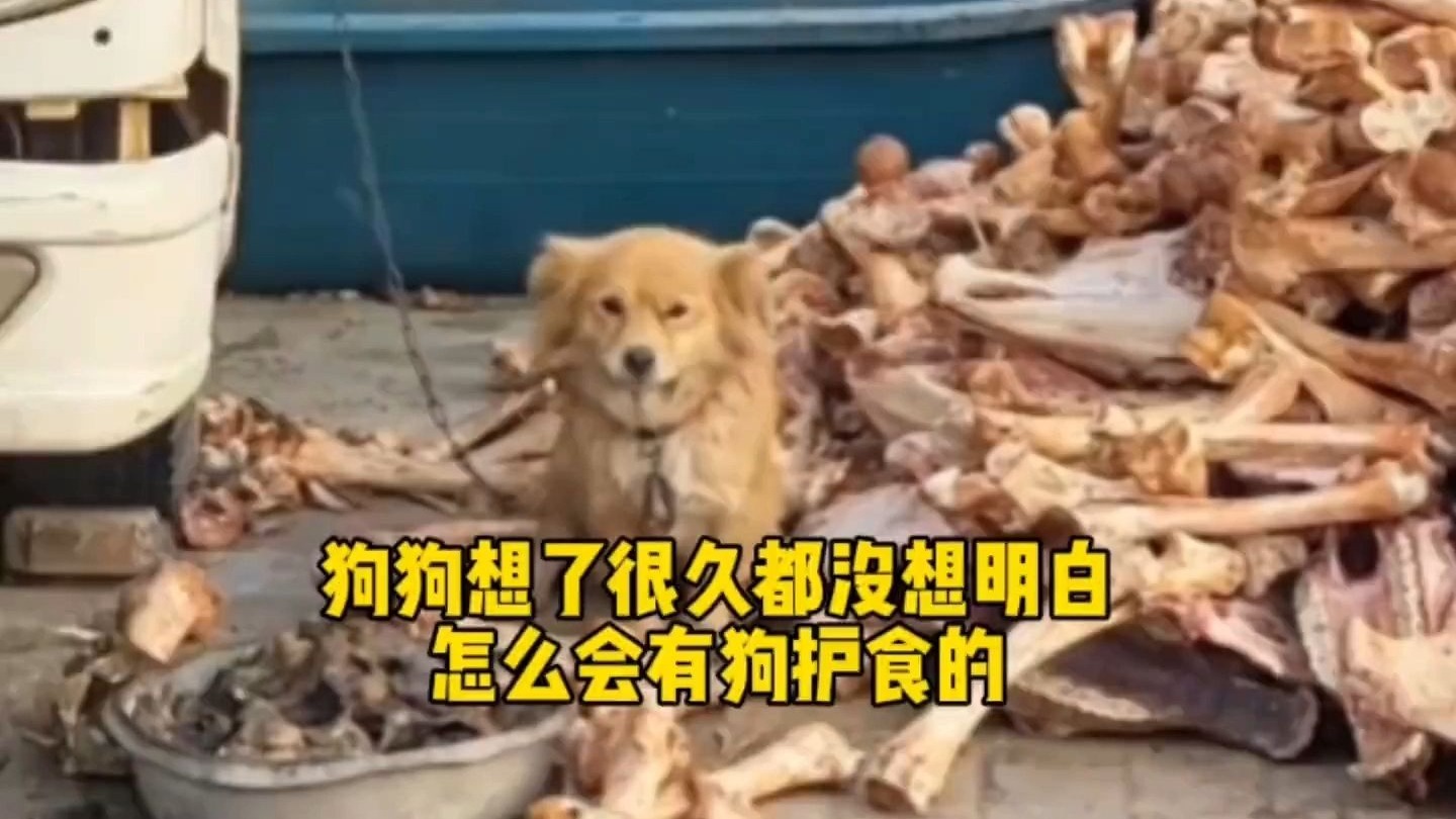 《狗：想了很久都没想明白怎么会有狗护食》~