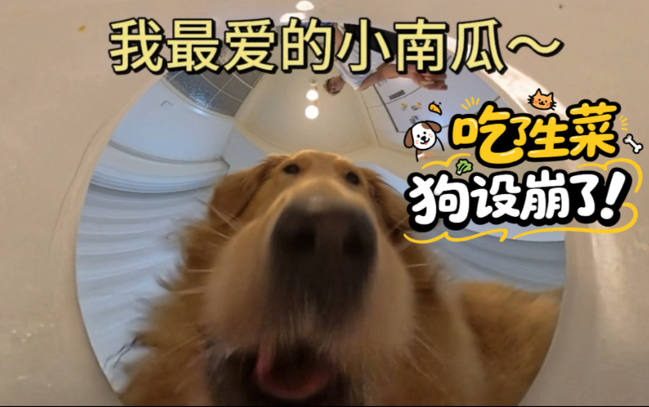 生菜！我吃了！狗设！我崩了！