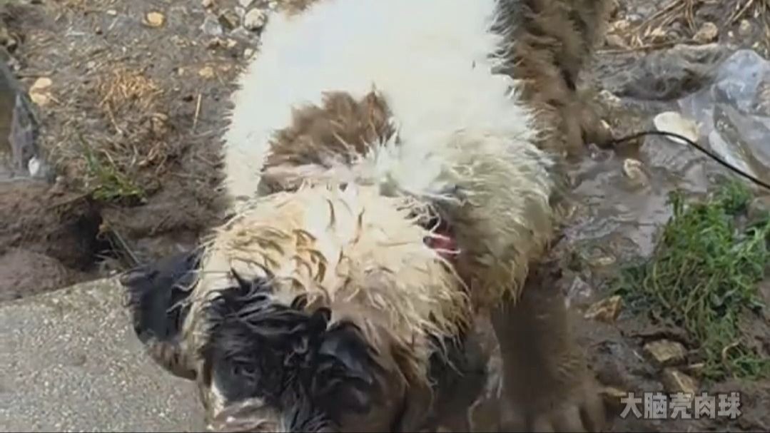 狗狗：我错了，我下次还敢