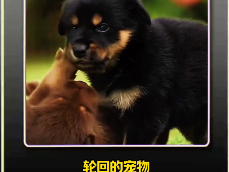#萌宠解说 #萌宠来袭 狗狗感人瞬间