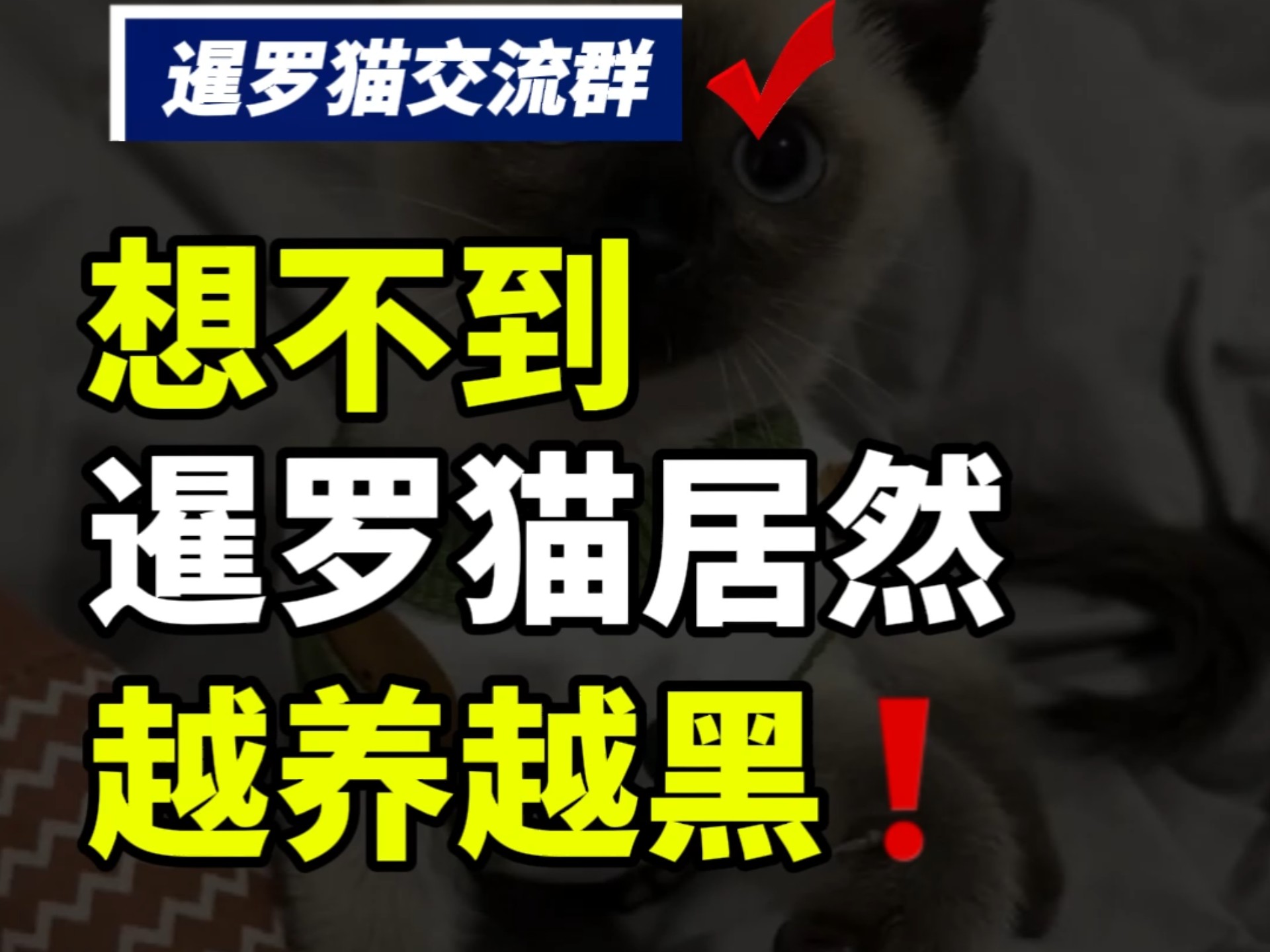 想不到暹罗猫居然越养越黑#萌宠 #猫咪 #暹罗猫 #暹罗猫交流