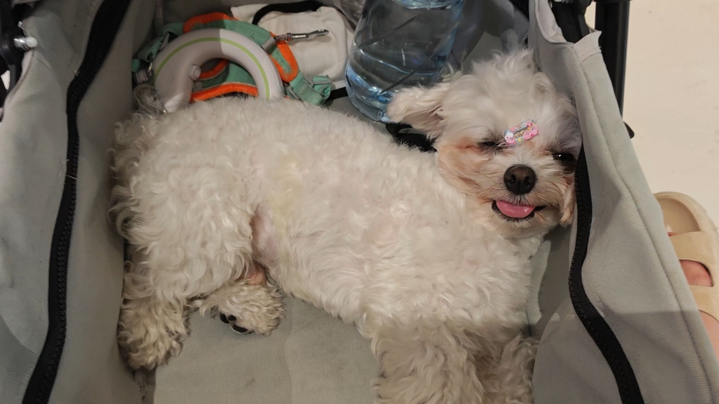 我小瓜就算热死也要粘着麻麻 就爱出去玩