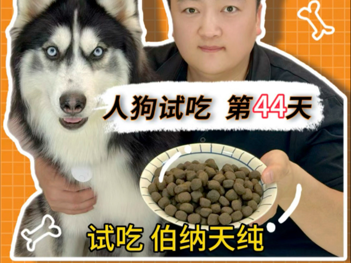 挑战吃365天狗粮第44天，试吃伯纳天纯