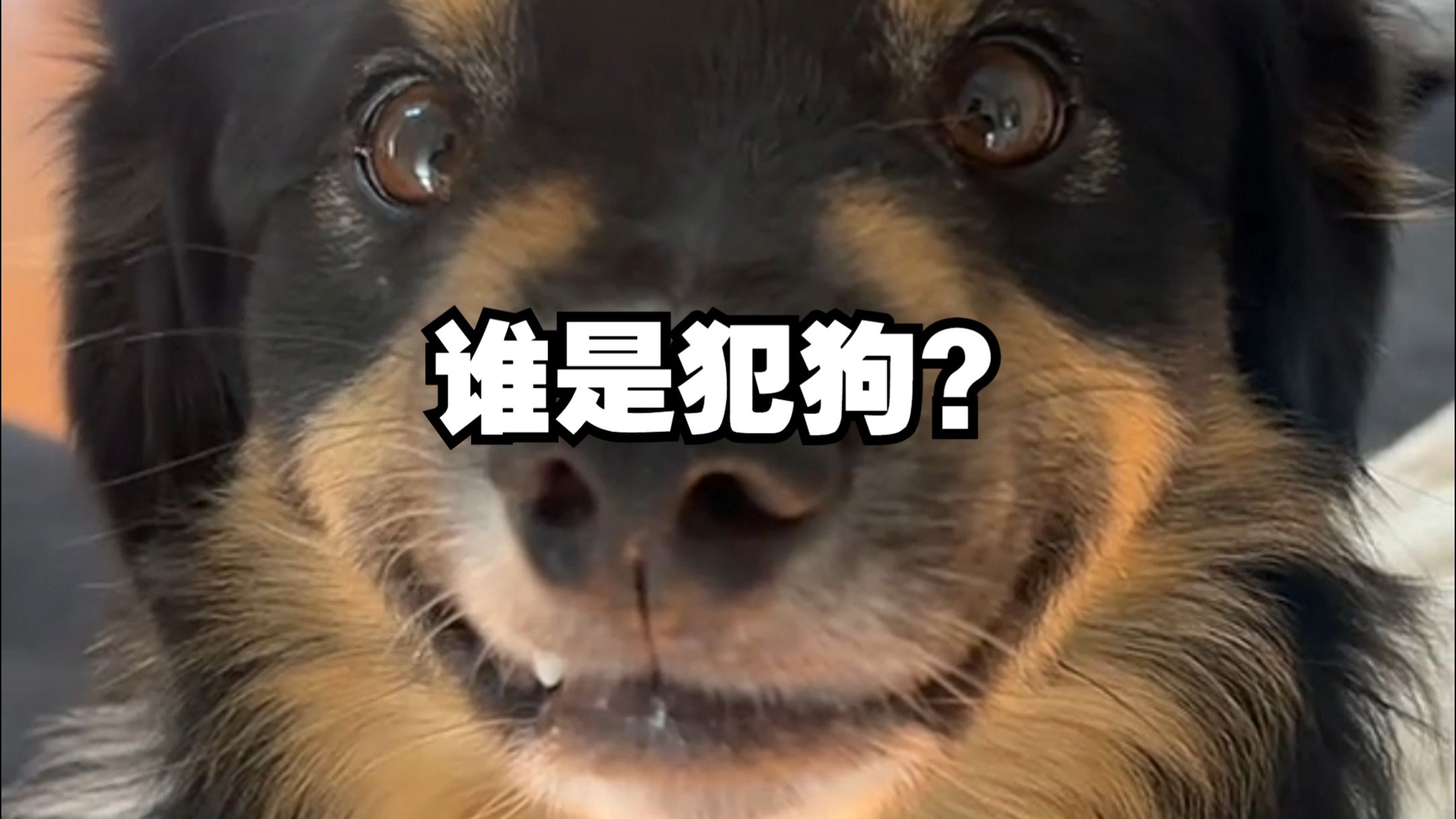 把心虚写在脸上，犯狗就是你！