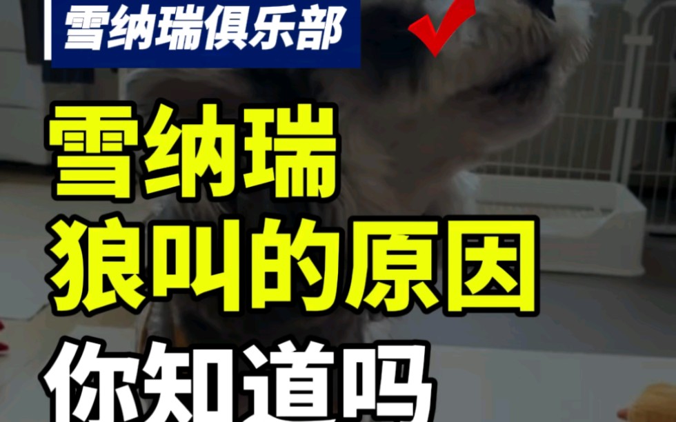 雪纳瑞为什么总是喜欢狼叫？#雪纳瑞 #雪纳瑞交流群 #萌宠联萌 