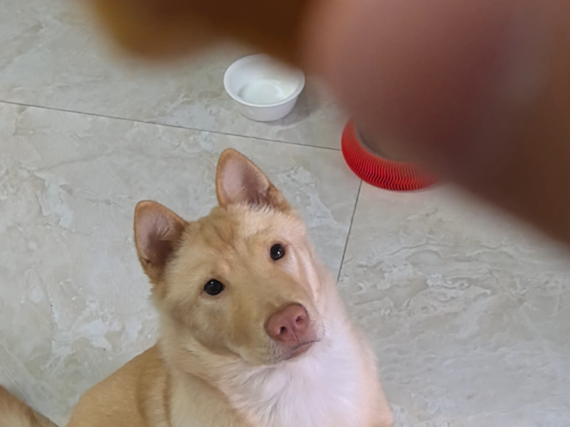 瞧瞧这渴望的小眼睛