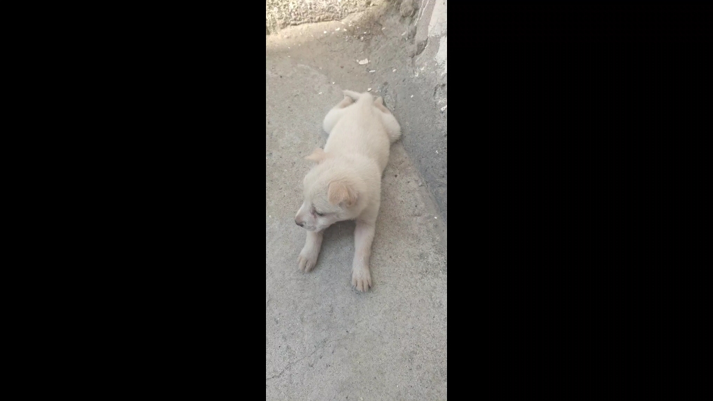 谁要不，呆萌可爱小型犬，不知道啥品种