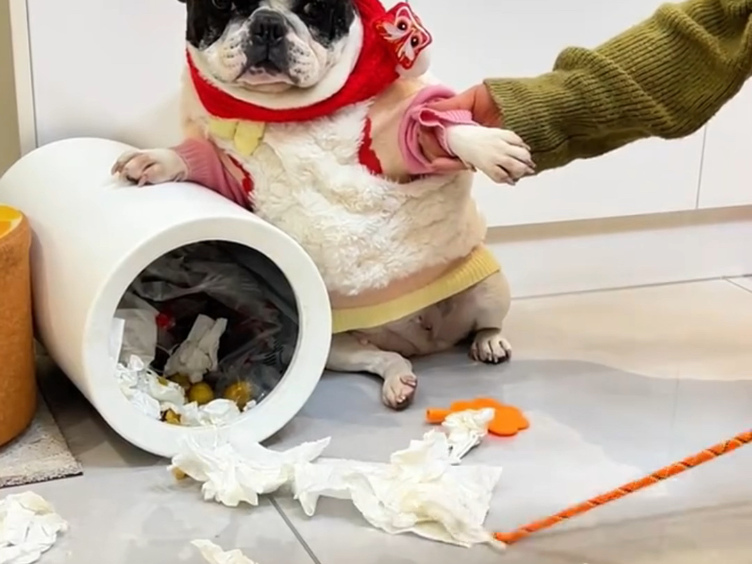 狗狗犯错，如何正确教育它……
