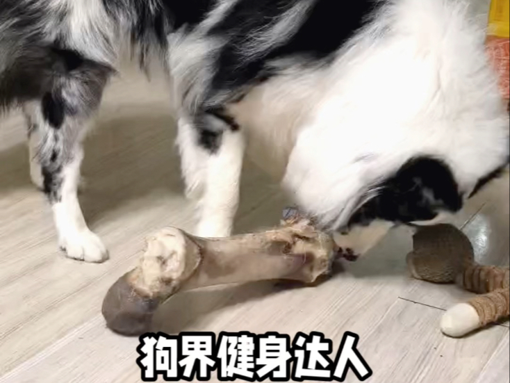 狗界的健身达人，从小就执着于锻炼上下咬肌！
