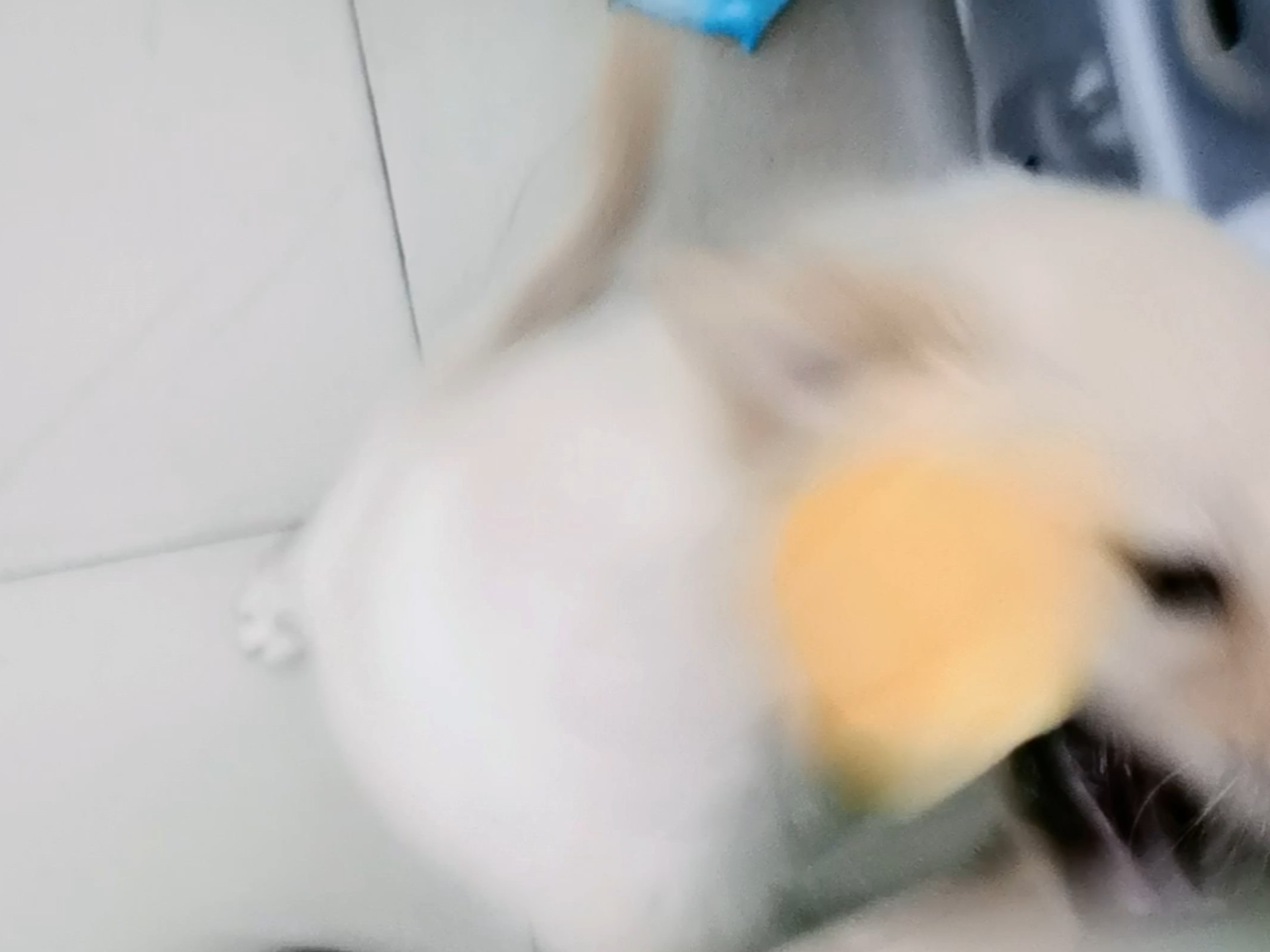 汪汪犬