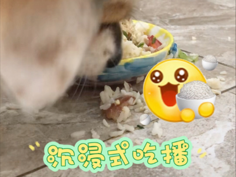 小狗：好吃（嚼嚼