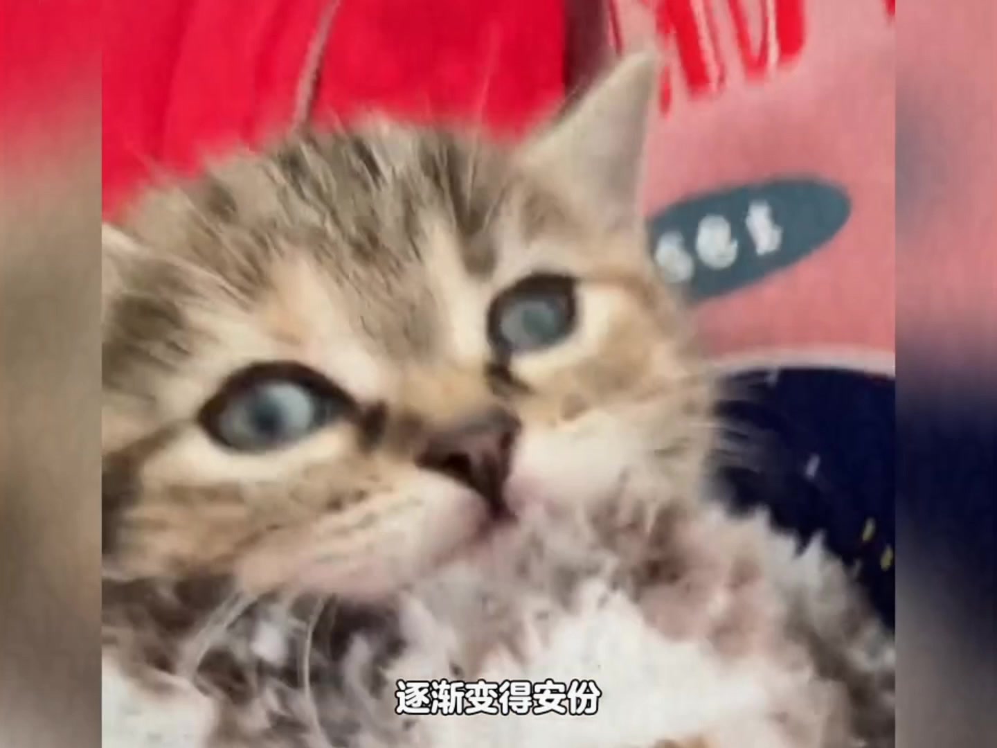 【小石的剧场】最新视频已上线，快来围观！