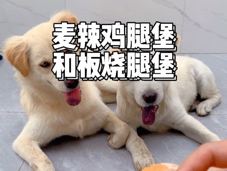 狗吃啥我吃啥