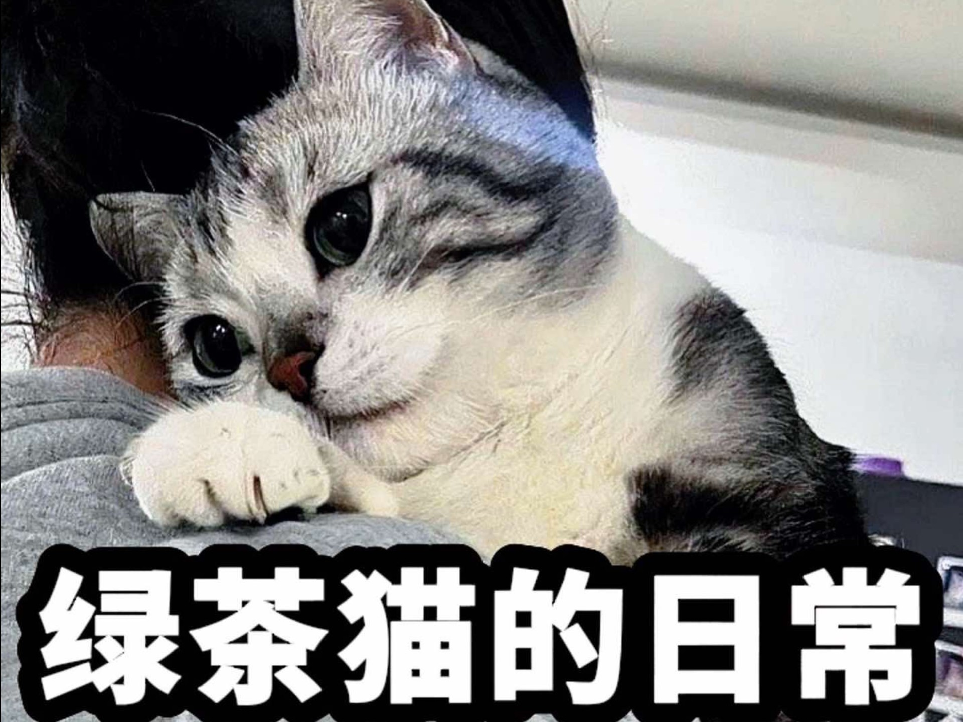 #猫界的新品种绿茶猫！果然撒娇的猫咪最好命~