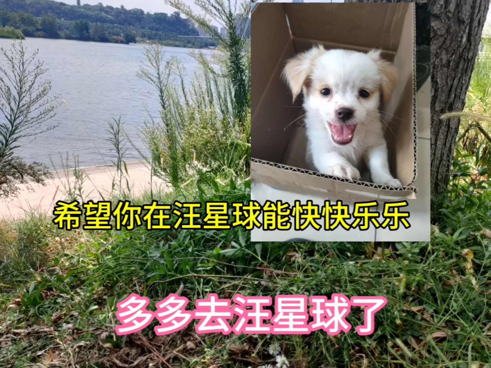 多多今天中午去汪星球了，今天还洗了澡，漂漂亮亮的，香香的。起因