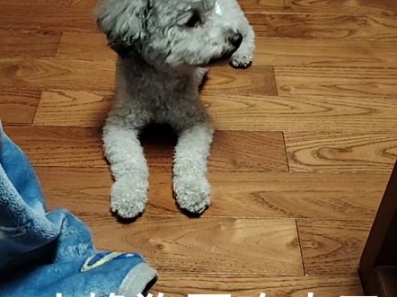 小馋狗要吃肉了