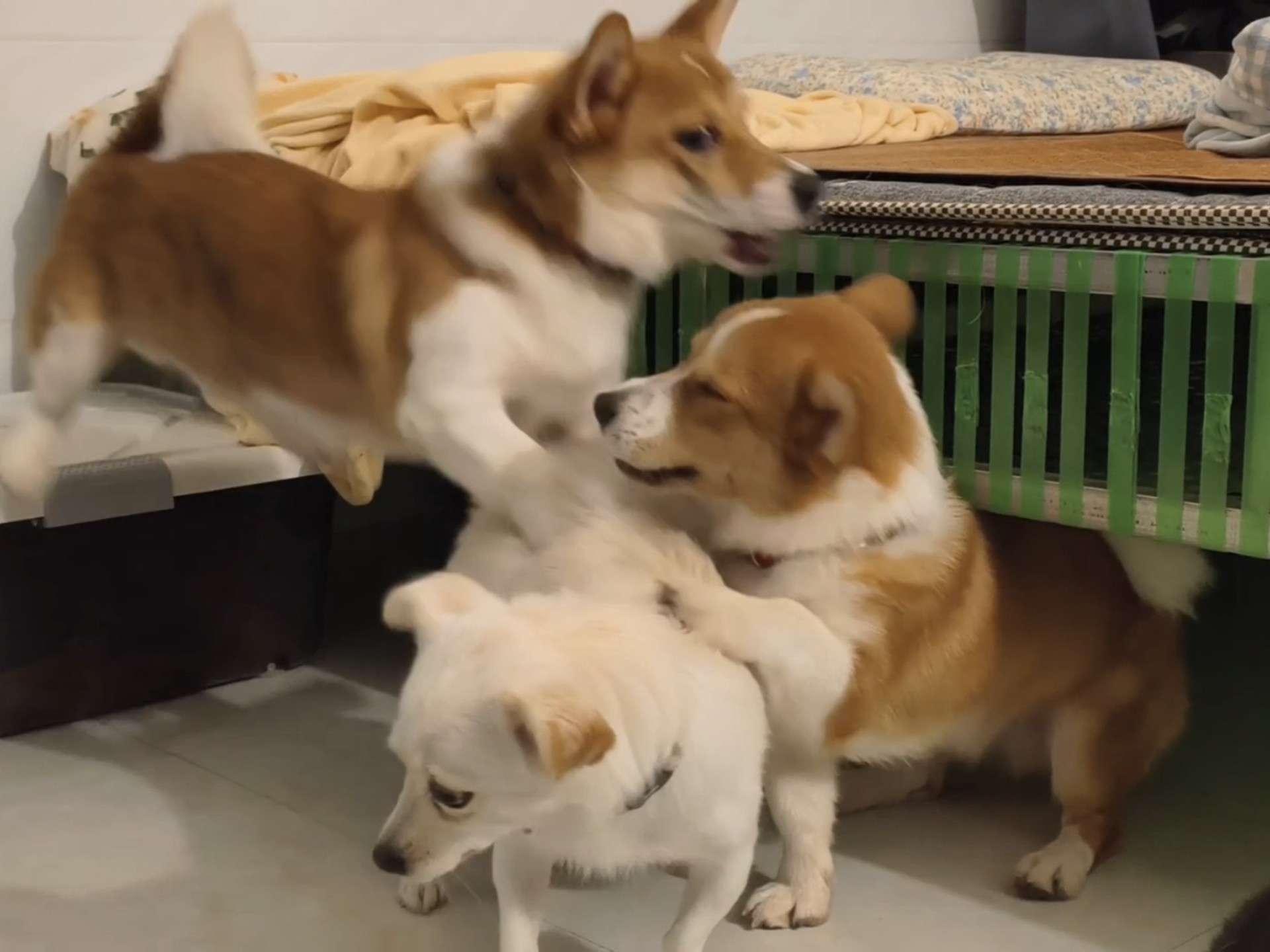 狗子又打架啦！