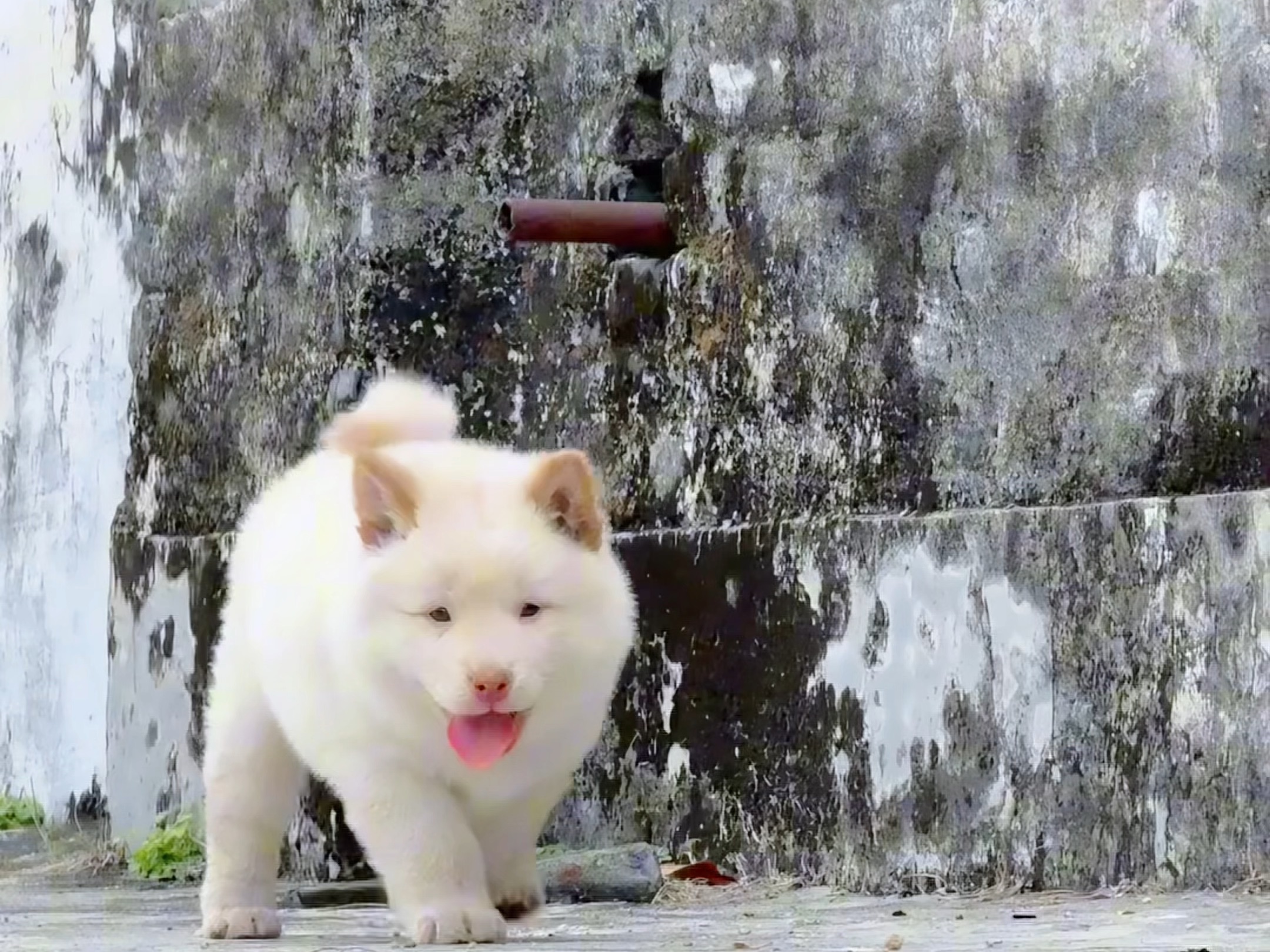 好听话的小狗#中华田园犬 #白土松 #萌宠出道计划 #不养狗不
