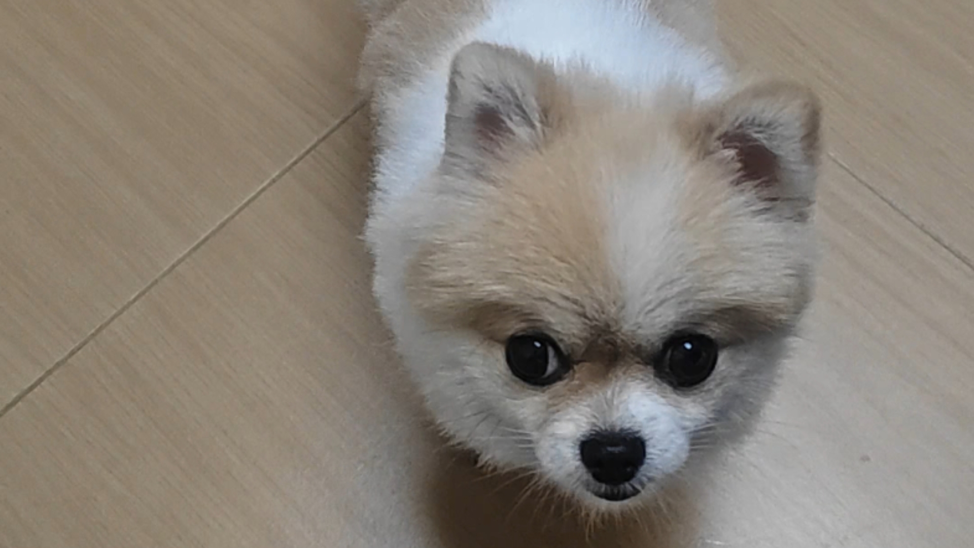 小狗狗为何一直盯着我
