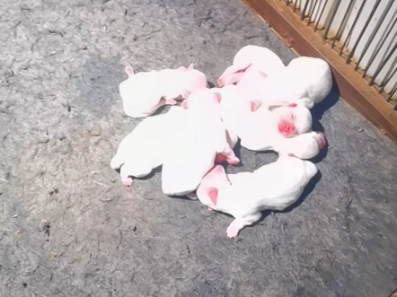一窝小棉花面纱犬！