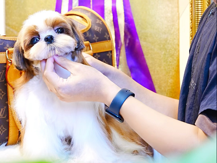 杭州 韩版西施犬美容 宠物美容师培训学校