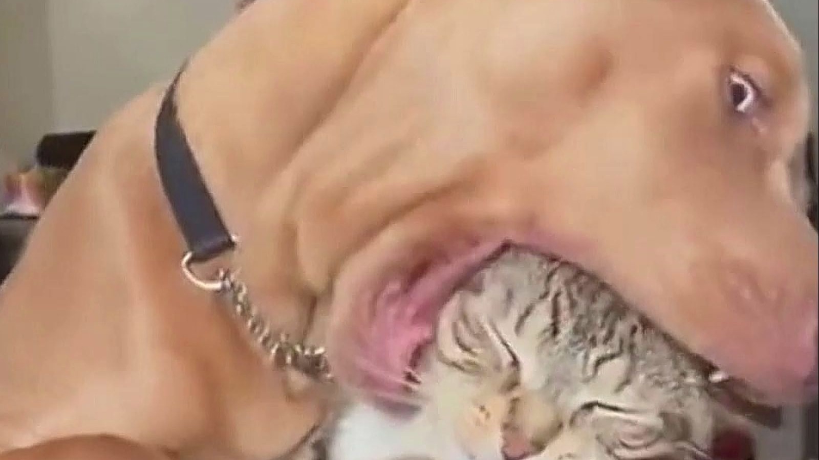 “猫不喜欢狗是有原因的”！！