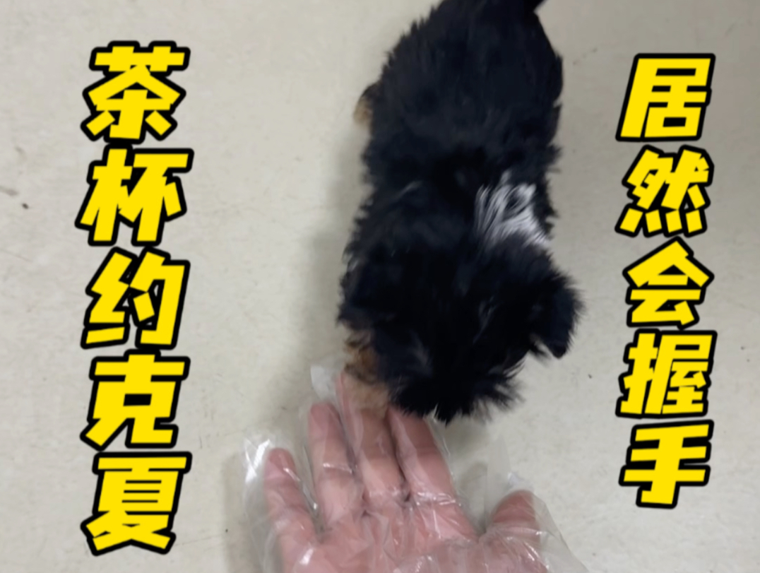 茶杯约克夏 居然会握手