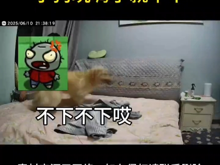 主人让狗狗下床，小狗玩嗨了就不下