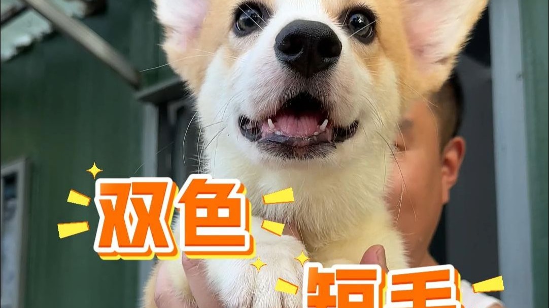 oi~一只双色短毛带尾的弟弟